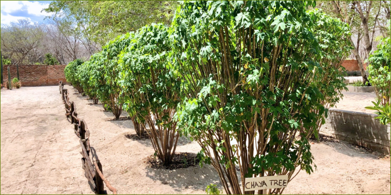 Dete-and-the-many-attempts-to-grow-food