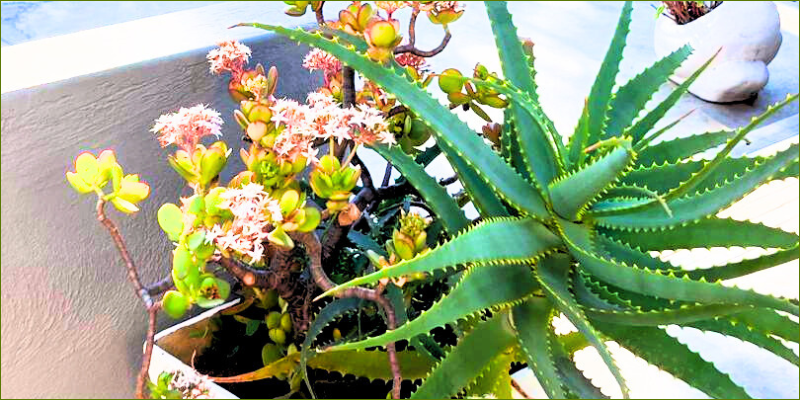 aloe-for-everyday-wellness