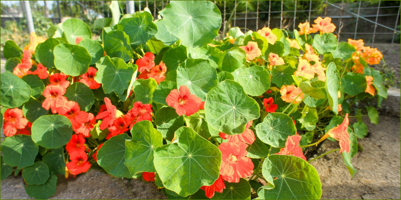 capers-hibiscus-and-another-experiment
