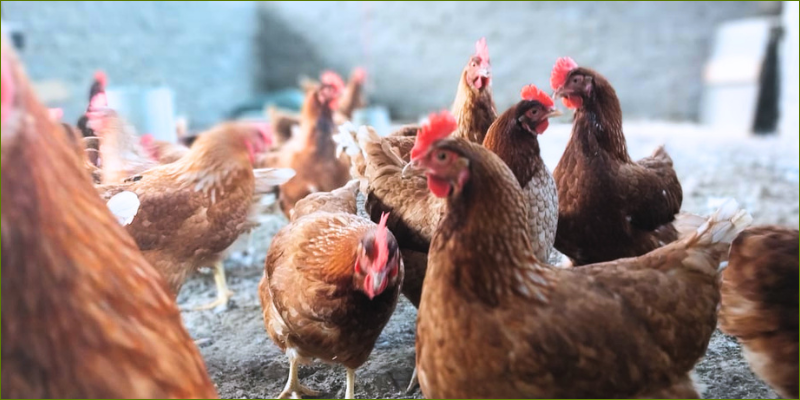 Chaya as chicken supplement2