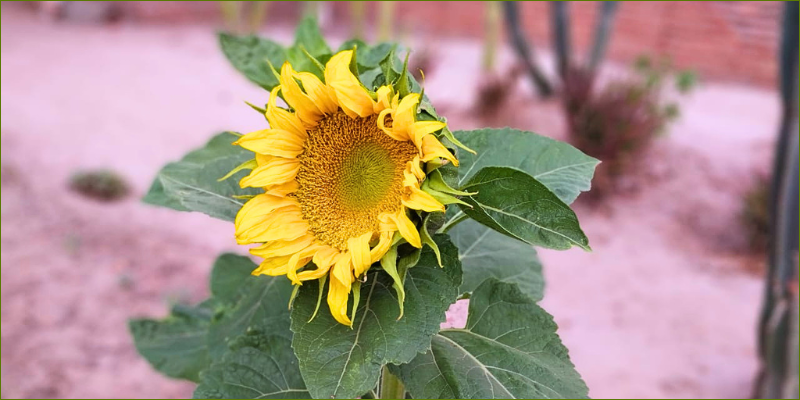 edible-flowers1