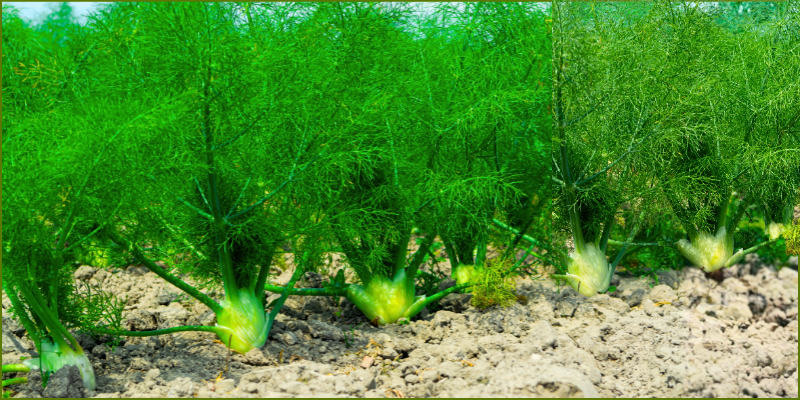 fennel-vs-dill1