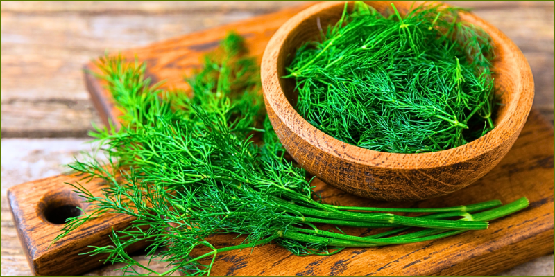 fennel-vs-dill2