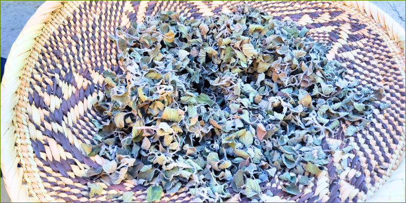 growing-and-drying-our-own-herbs1