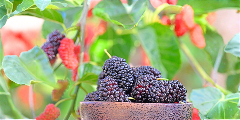 Mulberry breakfast compote 