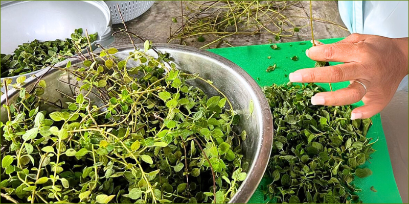 oregano-super-herb-for-wellness