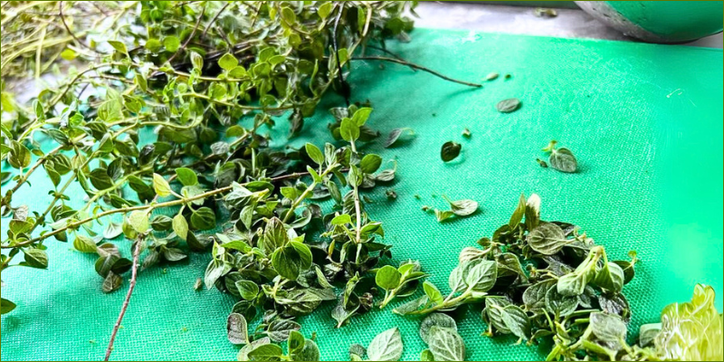 oregano-super-herb-for-wellness2