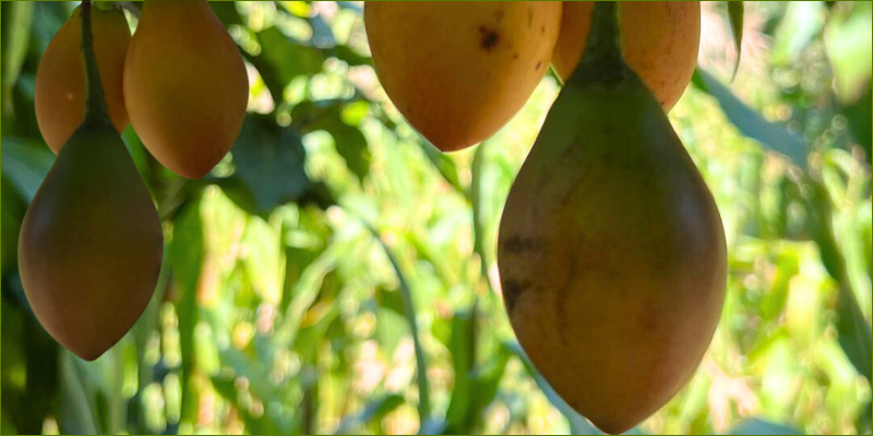picked-fruit-from-a-tree-lately2