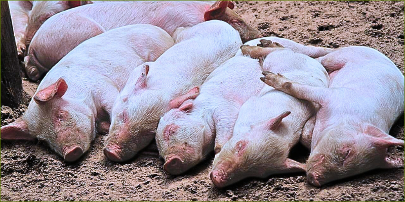 Piglets and puddles2