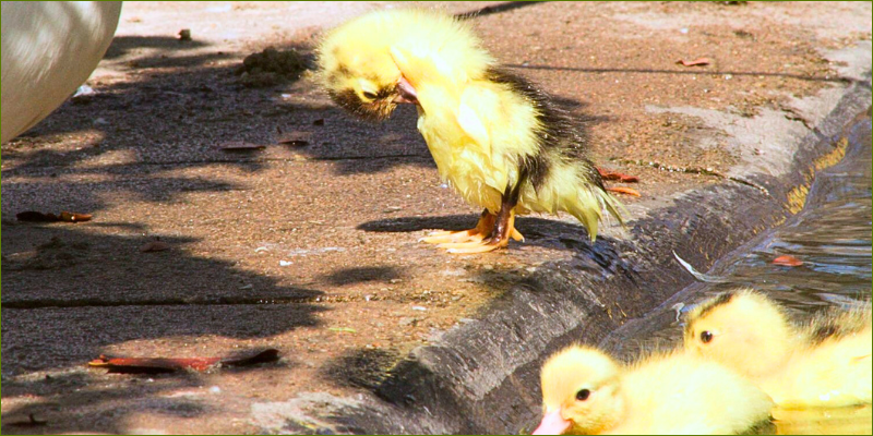 so-many-ducklings3