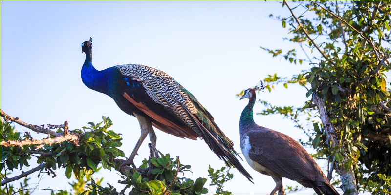 the-saga-of-the-missing-peacocks