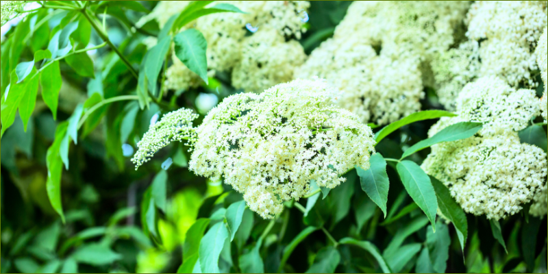 We just discovered elderberry