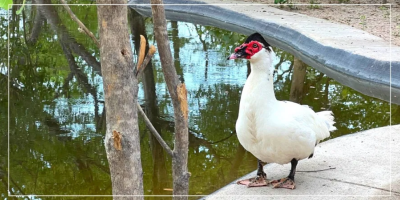 Muscovy duck eggs