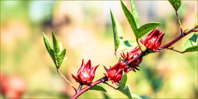 Capers, hibiscus and another experiment