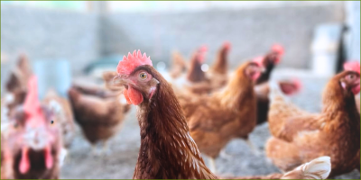 Chaya as chicken supplement