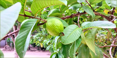 Competition for Guavas, again