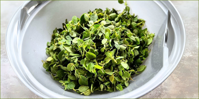 Oregano a super herb for wellness