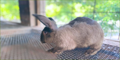 Rabbit workshop at Gobelo Farm