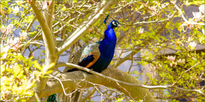 The saga of the missing peacocks