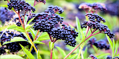 We just discovered elderberry!