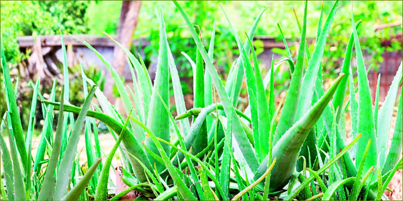 Aloe for everyday wellness