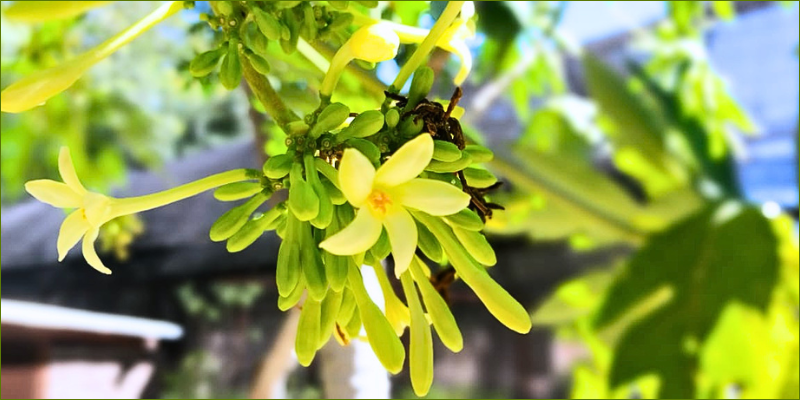 Edible flowers