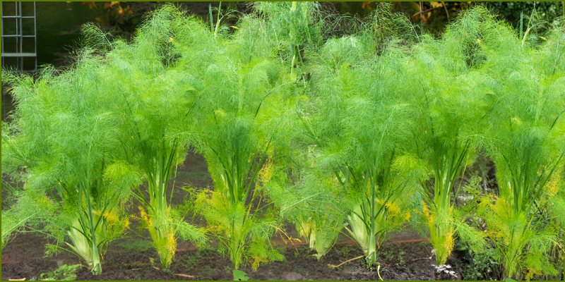 Fennel vs Dill (How to tell them apart)