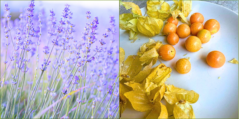 Gooseberry and lavender jam