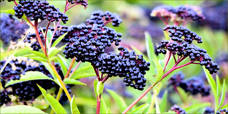 We just discovered elderberry!